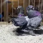 (( زوج كرنقو مستوى))