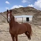 حصان جزيري حار على يد الخيال سليم شرط