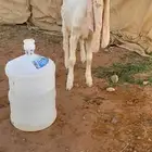 جفرت برصا كفووو