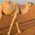 ناقه ضايعه بنفود الاسياح