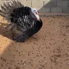 ديوك رومي يوجد ذبح