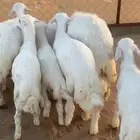 يوجد خدمة الذبح والتوصيل