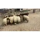 رخال جذعات