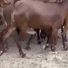 ماعز دهم
