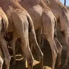 قعدان كفو للبيع تصلح زواجات ومبادي بسعار مناسبه