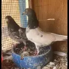 السلام عليكم