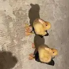 بط عمر ثلاث اسابيع