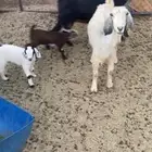 عنزين متابيع