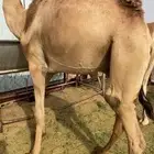 للبيع القعدان الكفو للمبادي وزواجات