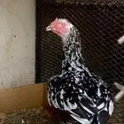 زوج دجاج سندي المجاردة