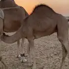 قعود احمر فل شحم تحت امه سليم من جميع الامراض