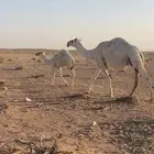 عشرا وضحا بكر وتحتها بكره