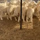 ذبايح حري طيبه