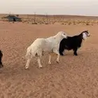 فحول حريات
