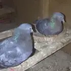 للبيع حمام صنعاوي