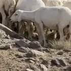 غنم ظان ولد(تم البيع)