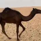 للبيع قصب قعودين مجاهيم