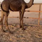 بكره فل شحم