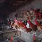 ديك للبيع العدد 18