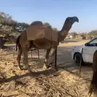 بعير حمر كفو.