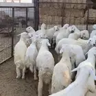 غنم حري كلها طليان