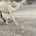 خلفه