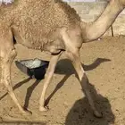 حوار