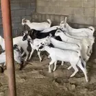 جفار وتيوس طيبه