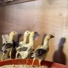 فروخ دجاج باكستاني سندي بيور