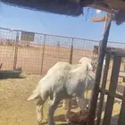 خرفان