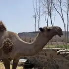 جمل تمامي شاق الناب