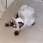 قطه هملايا
