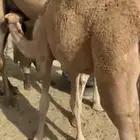 بكره كفوو تحت امها عمرها ما يقارب سبع شهور ولا حولها