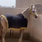 جلال زينه اللخيل