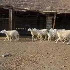 ارخال للبيع