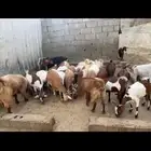 المخواة