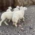 رخال للبيع تصلح مقنوي