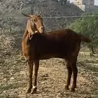 عنز قروب جرم م شاءالله