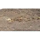 للبيع بل مراح واحد العدد 21 كلها لقايح مشروط شرط م