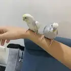 زوج بادجي هدد داخلي