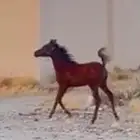 مهر شعبي شيخ بلحيل