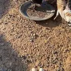 رومي