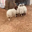 رخال نعيم الرياض حي الشفاء أي مكان نوصل جمله تفريد باقي 4