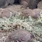 درج طيور قهاباء