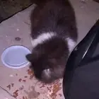 قطط ضايع او متخلى عنه