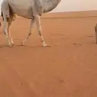 للبيع قعود كفووو لقي على فنجال الشيباني