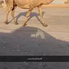 للبيع القحه الصفر الملاقي