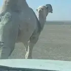 بعير تمامي كفو منتج وشرط