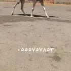للبيع الرحول الي على جميع الشروط