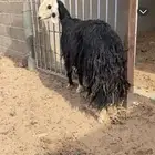 نجديه صنف دافع قريبه
